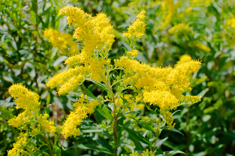 Create a Secret Garden Ambiance by Selecting Tall-Potted Plants for Stylish Privacy